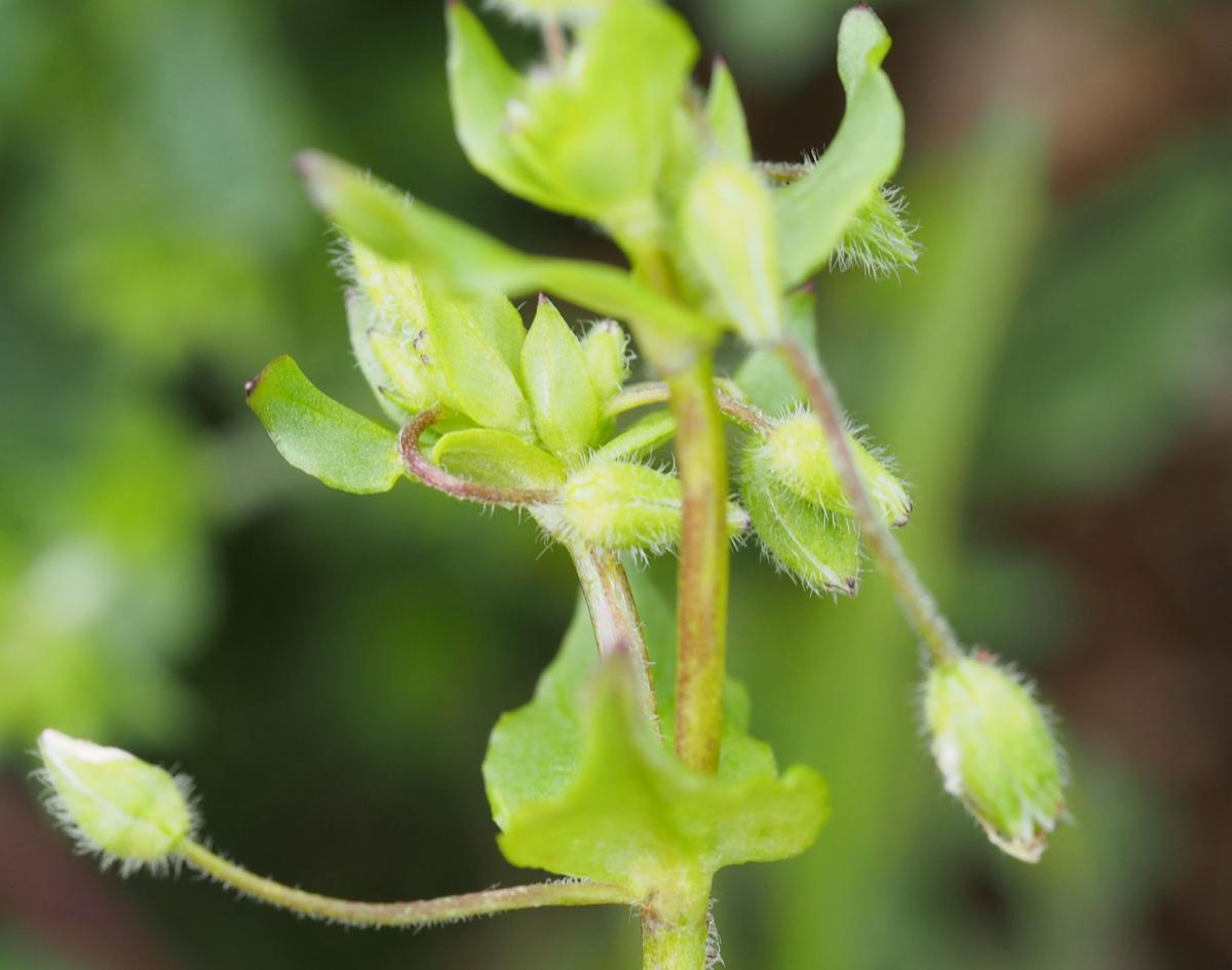 Mouse-ear, Little leaf